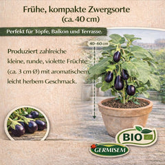 Bio Auberginen Samen Mini Bambino
