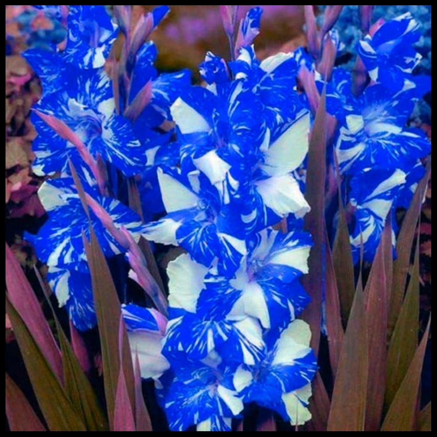 Blumenzwiebelmischung, Mystery Magic-Zwiebel, winterharte Pflanzung, winterharte mehrjährige Blumenzwiebel, winterharte Blumenzwiebeln – 3 Orchideenzwiebeln