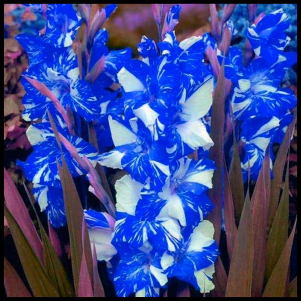 Blumenzwiebelmischung, Mystery Magic-Zwiebel, winterharte Pflanzung, winterharte mehrjährige Blumenzwiebel, winterharte Blumenzwiebeln – 3 Orchideenzwiebeln
