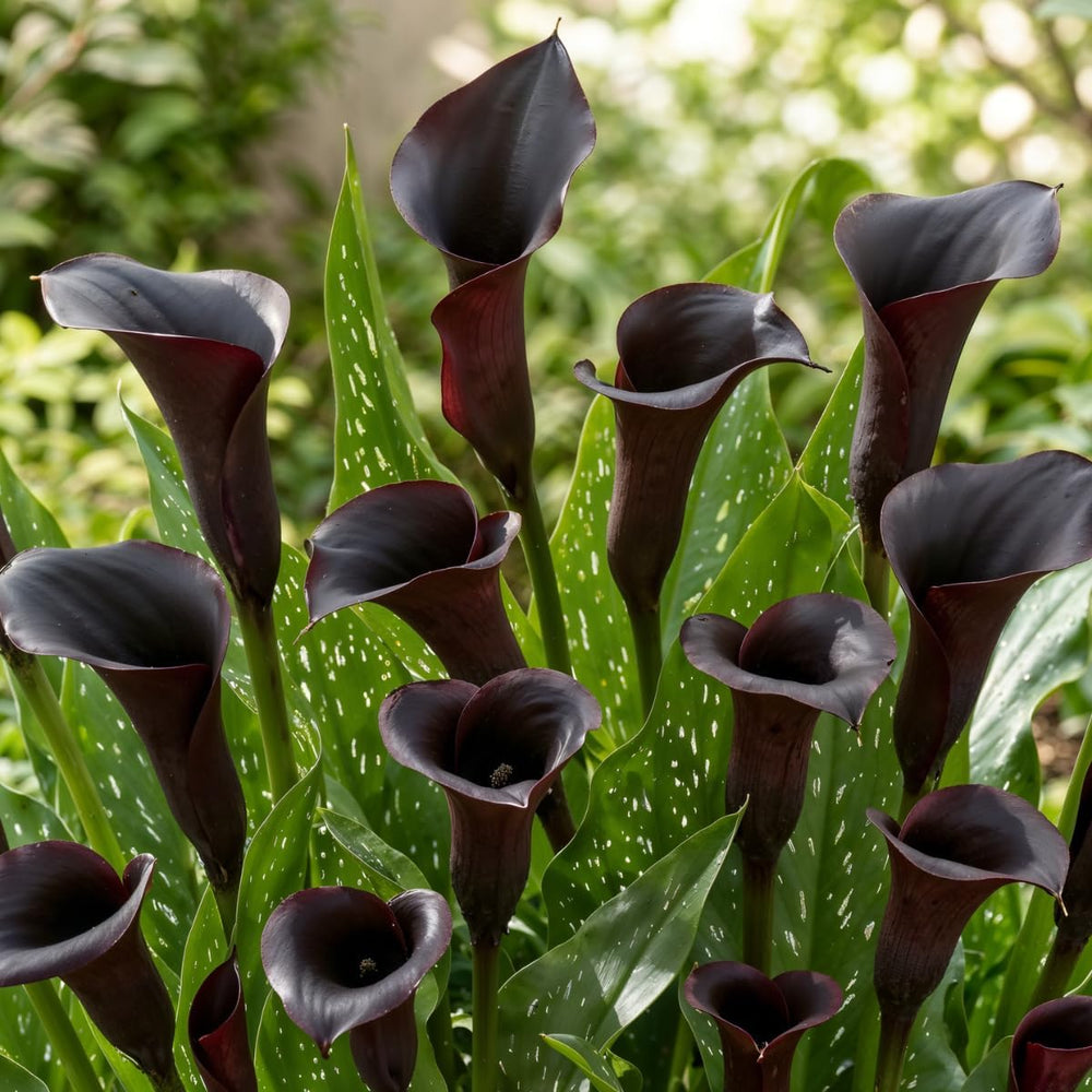 Calla-Zwiebeln, winterhart, mehrjährig – Zantedeschia Orange Passion (Orange) – 5 große Blumenzwiebeln – echte Holland-Pflanzen – für Garten und Töpfe (keine Samen, nicht künstlich)