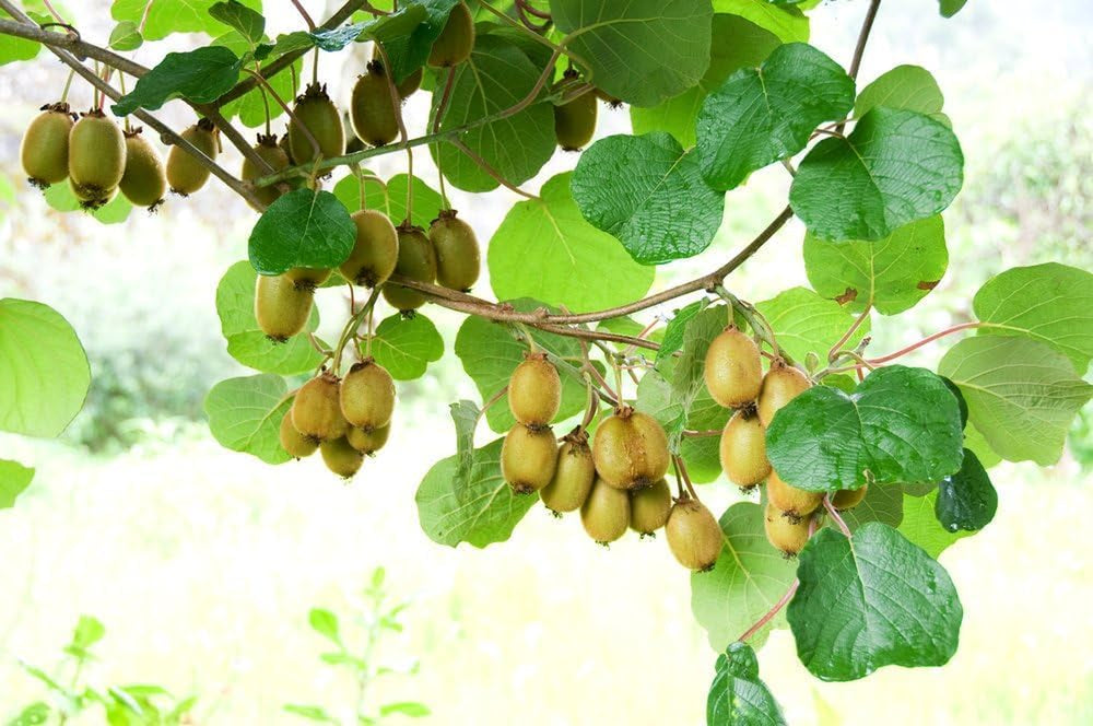 Mini Kiwi 'Issai' Kiwibeeren, WINTERHARD - 25 Deg C,Super Süß, Produktiv,