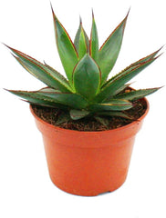 Exotenherz - Agave "Shaka Zulu" - 15Cm Topf - Sukkulente Zimmerpflanze