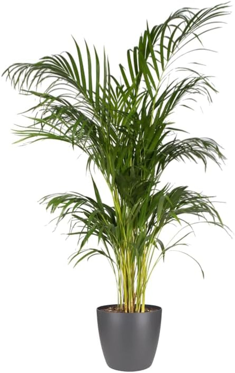 elho Brussels Round 18 - Ghiveci de flori de interior - Ø 18,3 x H 16,8 cm - Negru/Antracit