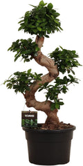 Trendyplants - Ficus Microcarpa Ginseng - Bonsai - Zimmerpflanze - Höhe 70-90 Cm - Topfgröße Ø23Cm