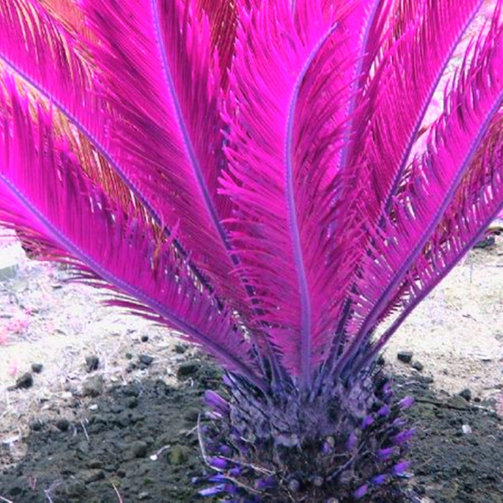 Blumenzwiebelmischung, Mystery Magic-Zwiebel, winterharte Pflanzung, winterharte mehrjährige Blumenzwiebel, winterharte Blumenzwiebeln – 3 Orchideenzwiebeln