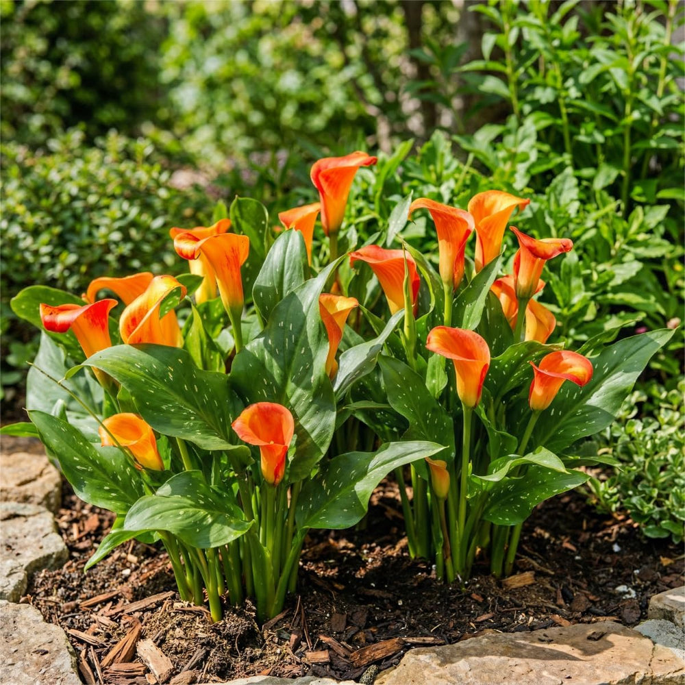 Calla-Zwiebeln, winterhart, mehrjährig – Zantedeschia Orange Passion (Orange) – 5 große Blumenzwiebeln – echte Holland-Pflanzen – für Garten und Töpfe (keine Samen, nicht künstlich)