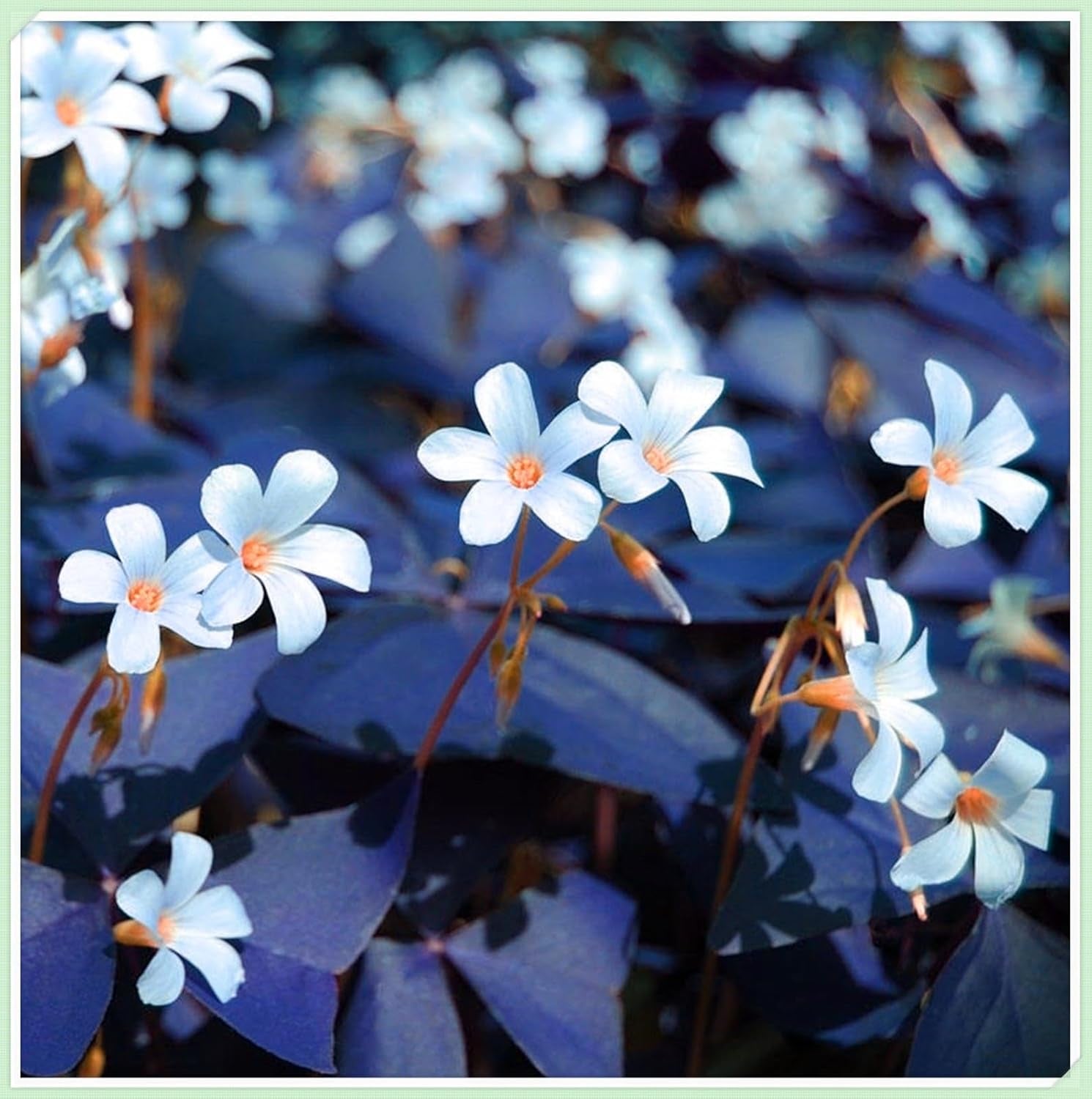 Blumenzwiebelmischung, Mystery Magic-Zwiebel, winterharte Pflanzung, winterharte mehrjährige Blumenzwiebel, winterharte Blumenzwiebeln – 3 Orchideenzwiebeln