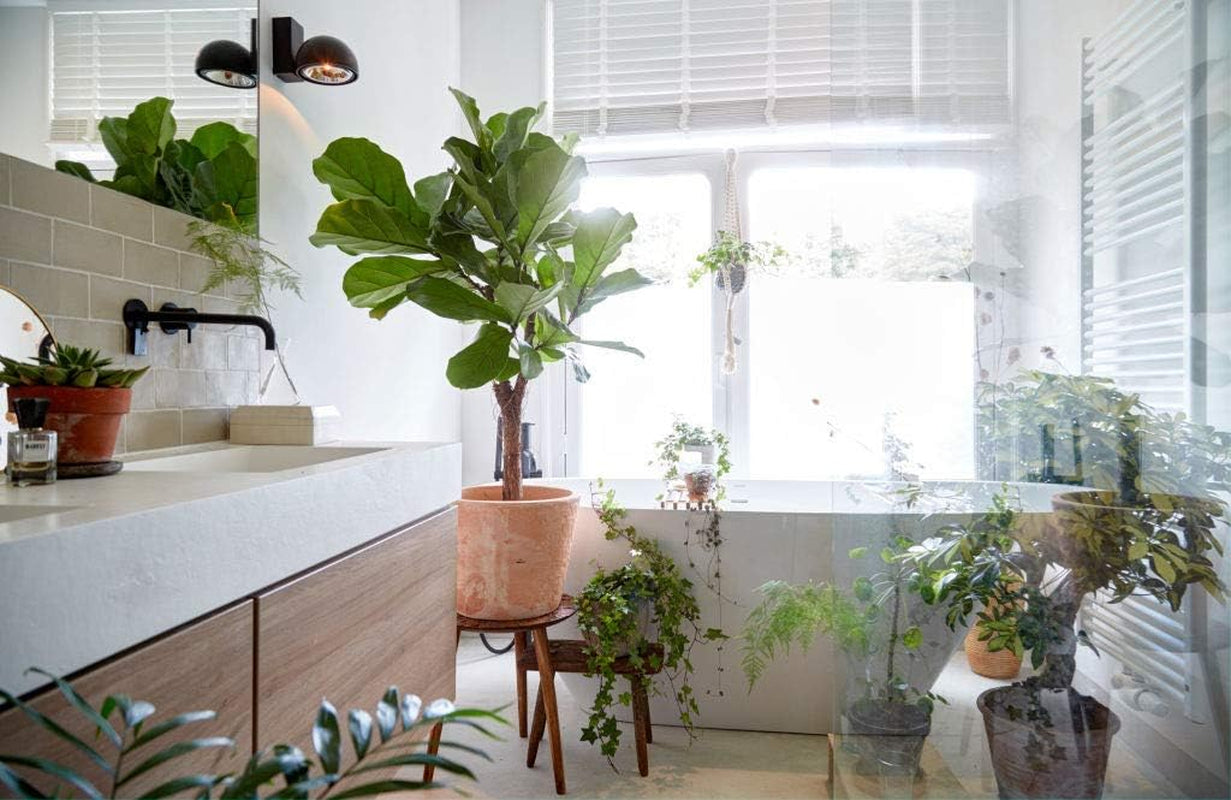 Bloomique - 2Er Set - Ficus Lyrata - Geigenfeige - Zimmerpflanzen Groß - Pflegeleicht - Luftreinigend - Höhe 60-70 Cm - Topf 17 Cm