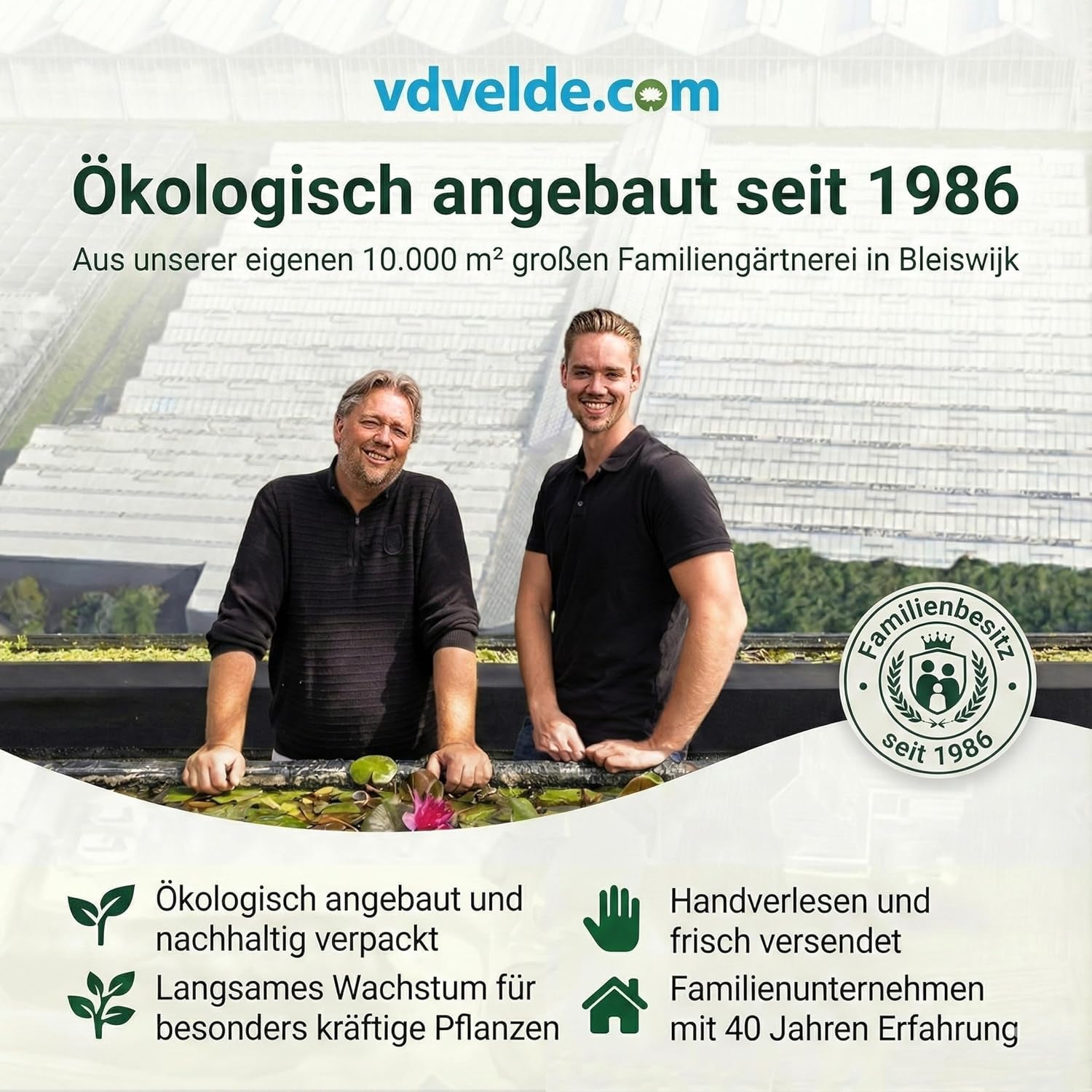Vdvelde.Com - Luftreinigende Pflanzen Anthrazit 6 - Tierfreundliche Grüne Zimmerpflanzen - Einfacher Und Geringer Lichtbedarf - Ø12 Cm ↥Ca.40 Cm