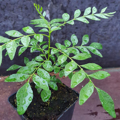 1 Curryblatt Baum | Murraya Koenigii | Aus Samen gezogen | Selten in der EU | Indische & srilankische Zimmerpflanze | 10-15cm Höhe im 7cm Topf | Currypflanzen | Bergera Koenigii