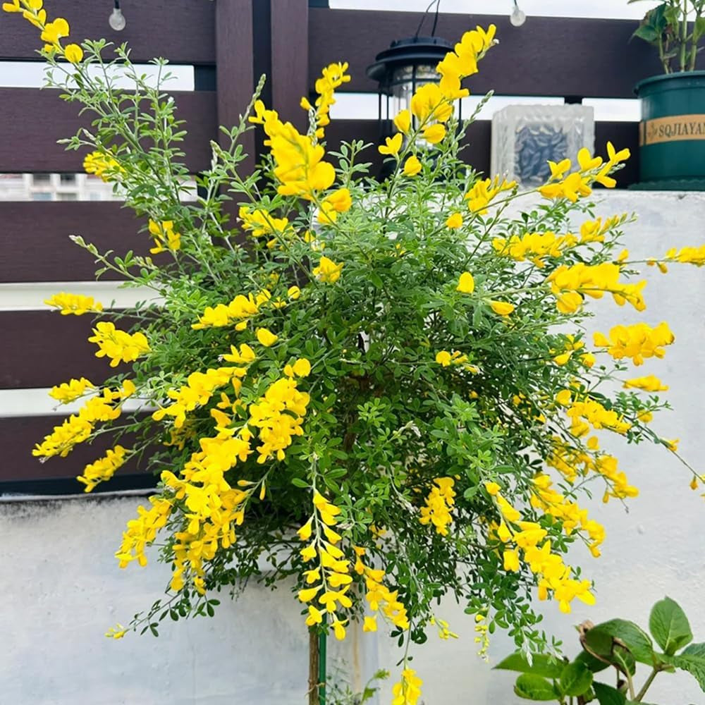 Ginster, Für Sonnige Plätze Cytisus Scoparius, Balkonpflanzen Nachhaltige Geschenke Steingartenpflanzen Winterhart Garten Geschenke Für Frauen 80Samen