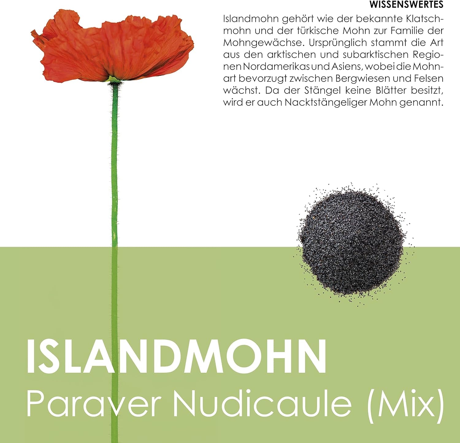 Isländischer Mohnsamen-Mix (Papaver nudicaule) – Wunderschön blühender Mohn mit langer Blütezeit für eine bunte Blumenwiese (Isländischer Mohn)