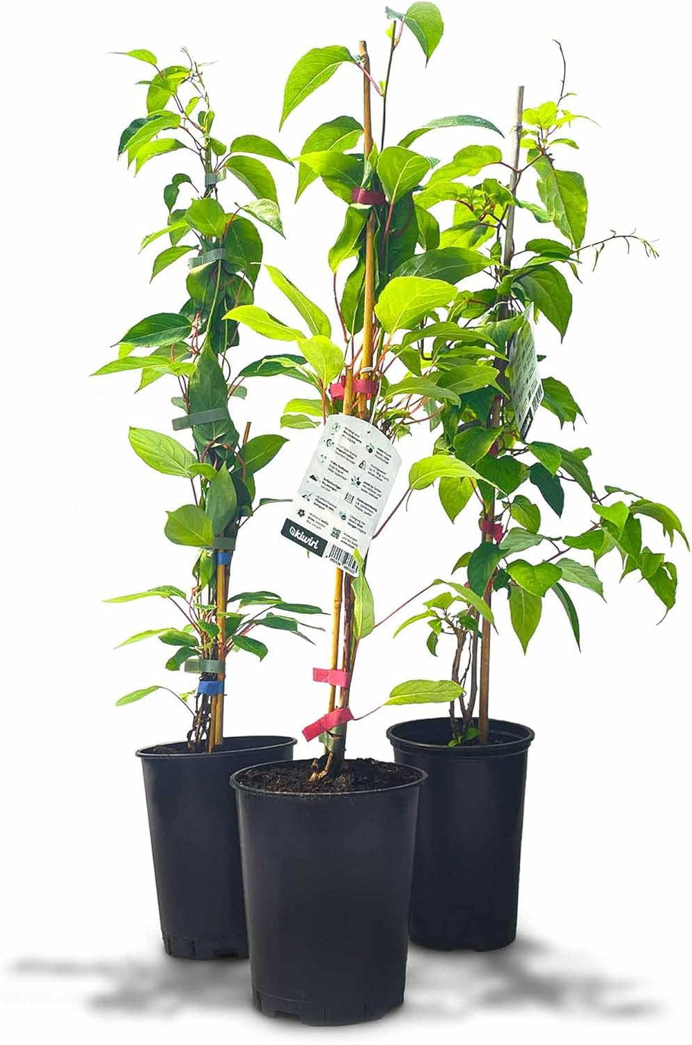 Kiwiri'S Kiwibeeren Trio - 3 Kiwipflanzen (Actinidia Arguta) - Mini Kiwi - Sortengarantie Direkt Vom Züchter