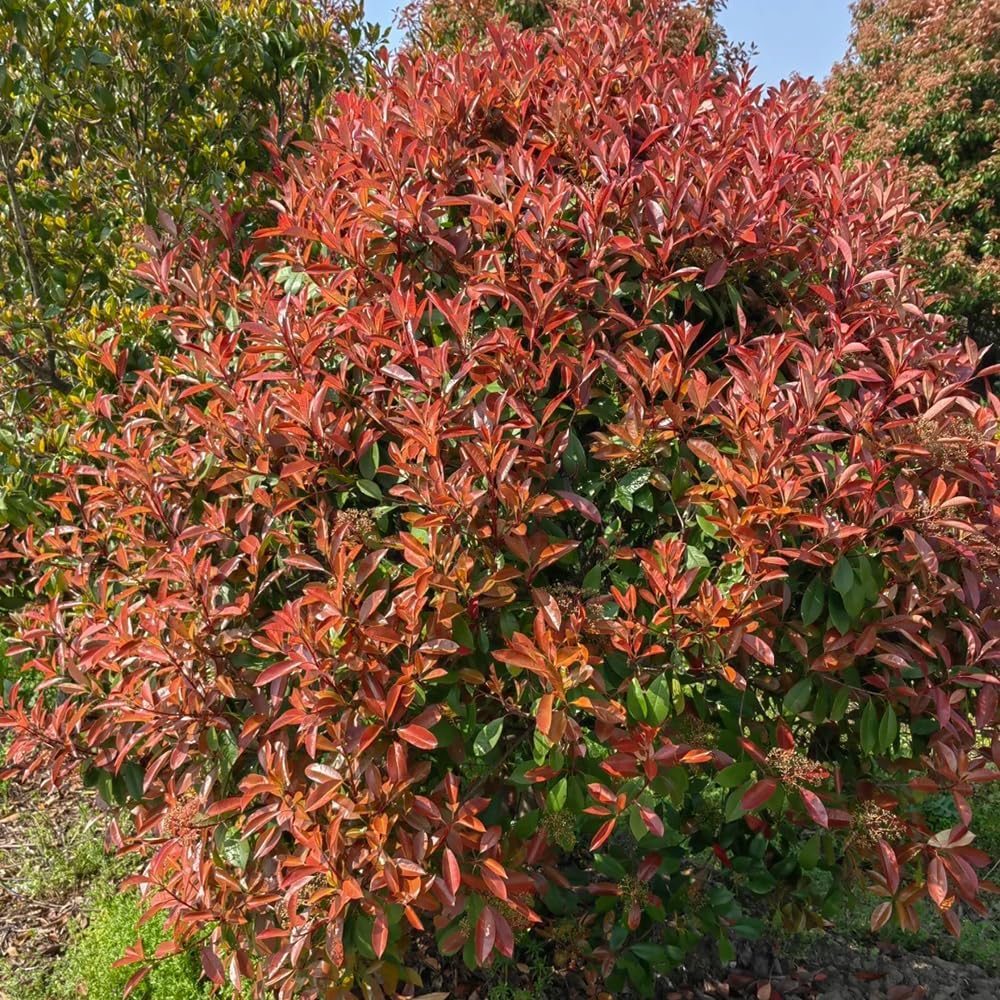 Glanzmispel Red Robin, Gartenblumen Blühende Winterhart Züchten, Kletterpflanzen Blühend 1000Samen