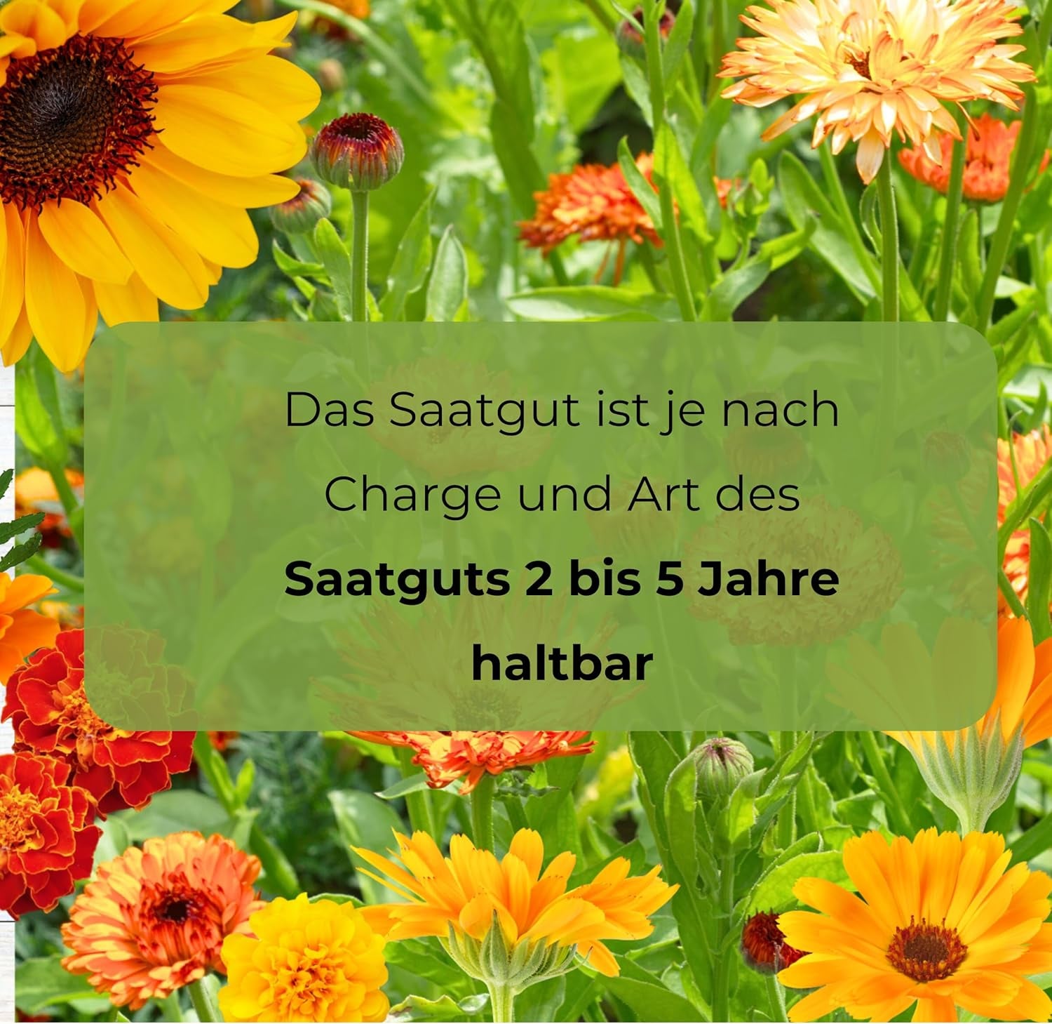 Cosmos Sensation Mix 1g Samen, Cosmos Mix Sommerblumen, Gartenpflanzen Balkonpflanzen, Blumensamen