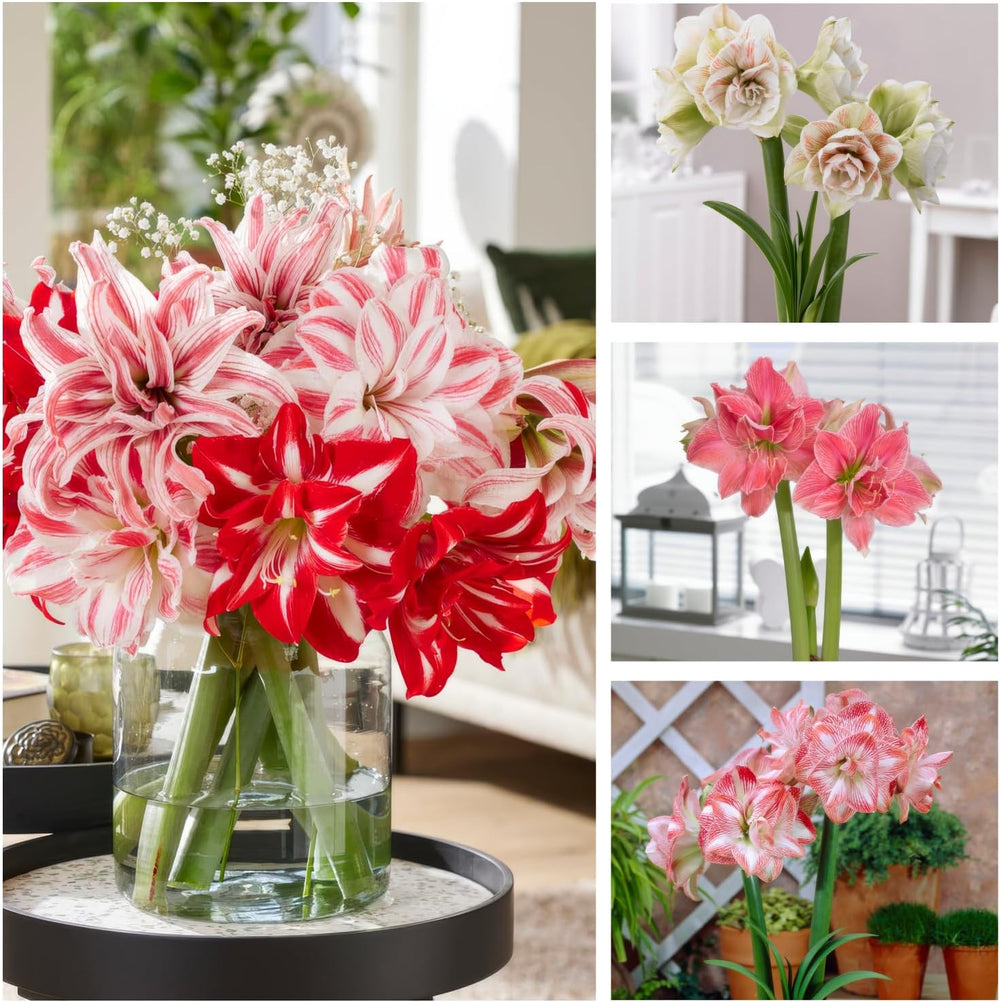 Amaryllis-Zwiebeln, Doppelkollektion (3 große 26/30-Zwiebeln), winterharte Hippeastrum-Zwiebeln, perfekt für Innenräume und Töpfe, exklusive Pflanzen aus den Niederlanden (kernlos, wachsfrei)
