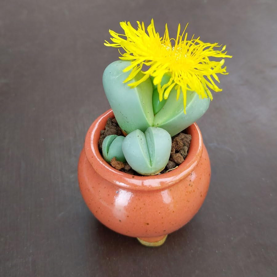 Argyroderma Luckhoffii Samen - Sunnyplants, Argyroderma Samen, Lebender Steine, Lithops Samen, Lebende Steinsamen, Kieselpflanzensamen, Lithops, Sukkulenten Samen (100)
