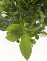 KENTIS - Erdbeeren (Arbutus unedo) – Winterharte Pflanzen für den Garten – Immergrüne, echte Pflanze – Höhe 80-100 cm, Topf Ø 24 cm