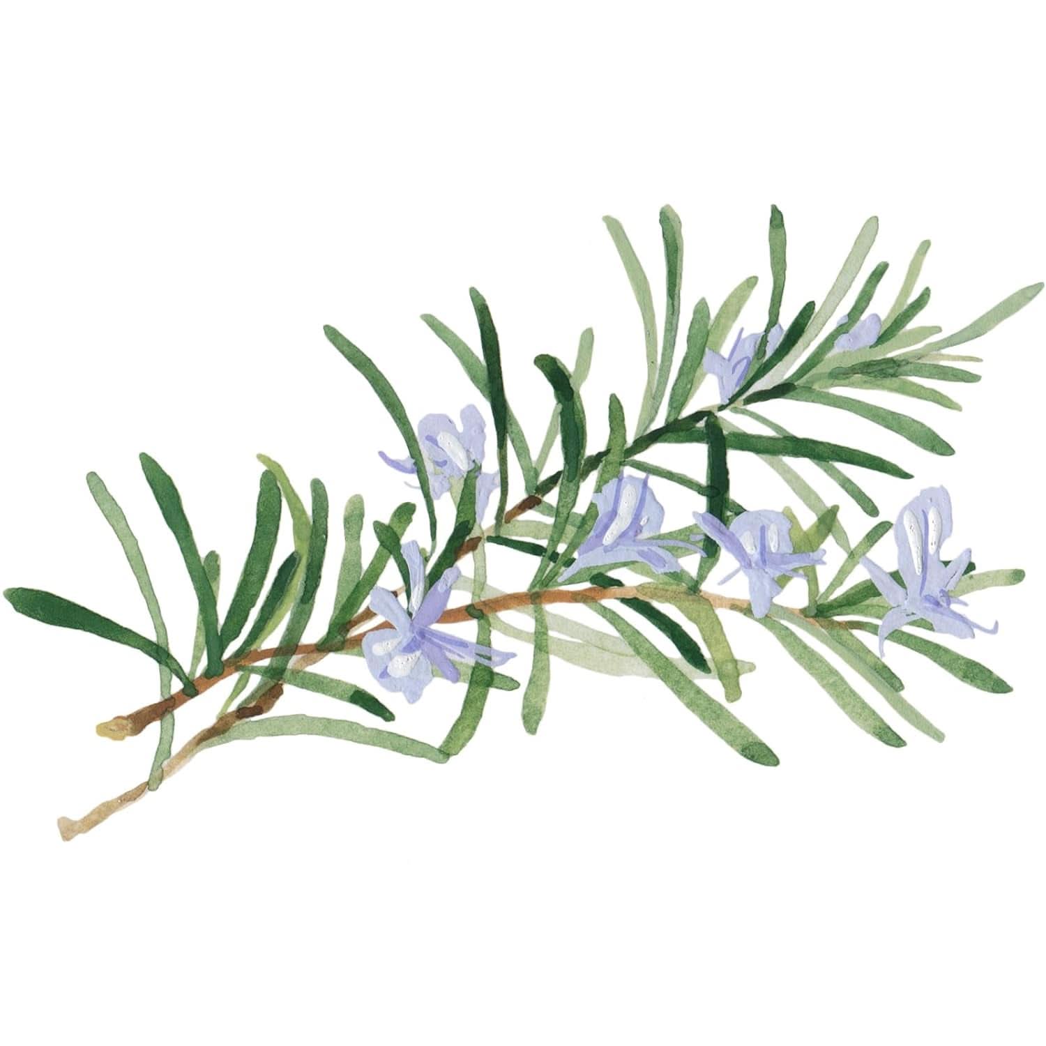 WELEDA Organic Skin Food Body Butter, Unisex-Körperpflegecreme zur Pflege trockener und rauer Haut, 150 ml Dusche und Bad Naty Shop