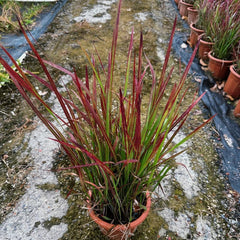 Japanisches Blutgra - Red Baron Terrassenpflanzen Bodendecker Imperata Cylindric Gartenpflanzen Für Draußen Immergrüne Sträucher Winterhart Sträucher Für Den Garten 60Samen