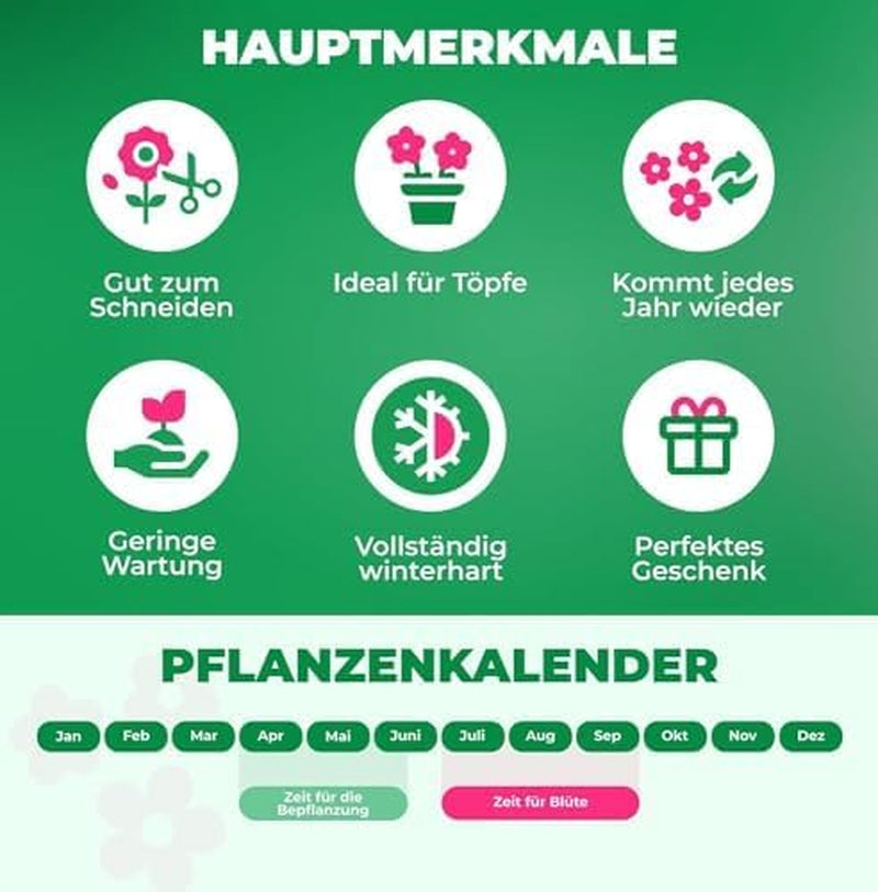Calla-Zwiebeln, winterhart, mehrjährig – Zantedeschia Orange Passion (Orange) – 5 große Blumenzwiebeln – echte Holland-Pflanzen – für Garten und Töpfe (keine Samen, nicht künstlich)
