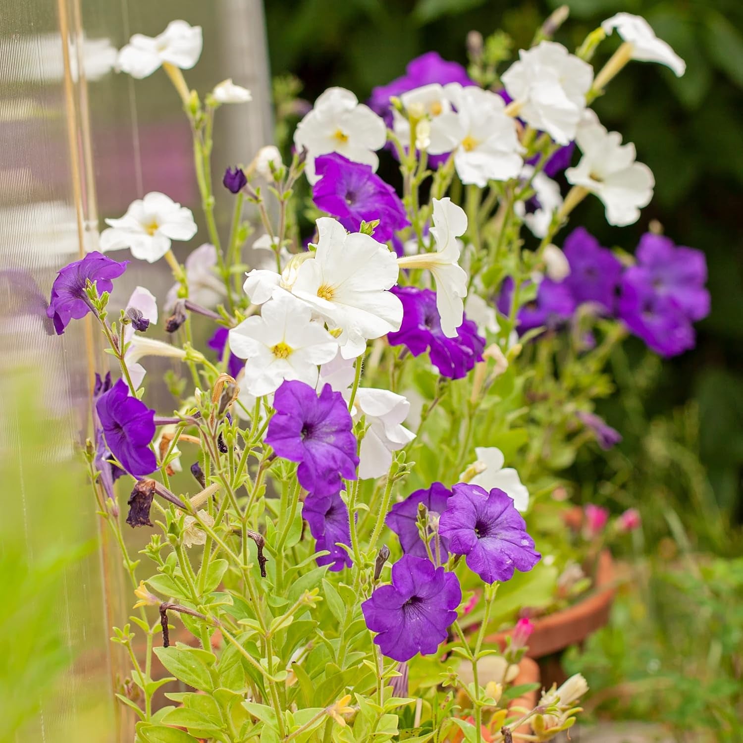 Petuniensamen: Premium-Petuniensamen für rund 400 Petunienpflanzen – Wunderschöne Petuniensamen für Balkon- und Gartenpflanzen – Blumensamen – Kriechpetuniensamen – Balkonblumen von OwnGrown
