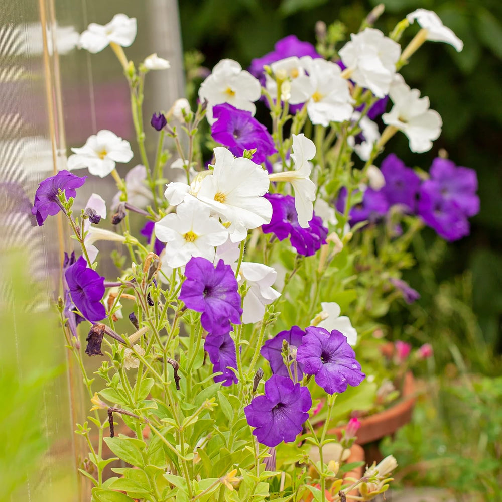 Petuniensamen: Premium-Petuniensamen für rund 400 Petunienpflanzen – Wunderschöne Petuniensamen für Balkon- und Gartenpflanzen – Blumensamen – Kriechpetuniensamen – Balkonblumen von OwnGrown