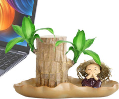 Brasilianische Holzpflanze, Lucky Bamboos-Pflanzen Für Den Innenbereich, Hydroponischer Lucky Bamboos-Topf Mit Keramikschale Zur Reinigung Der Raumluft, Brasilianische Lucky Wood-Pflanze