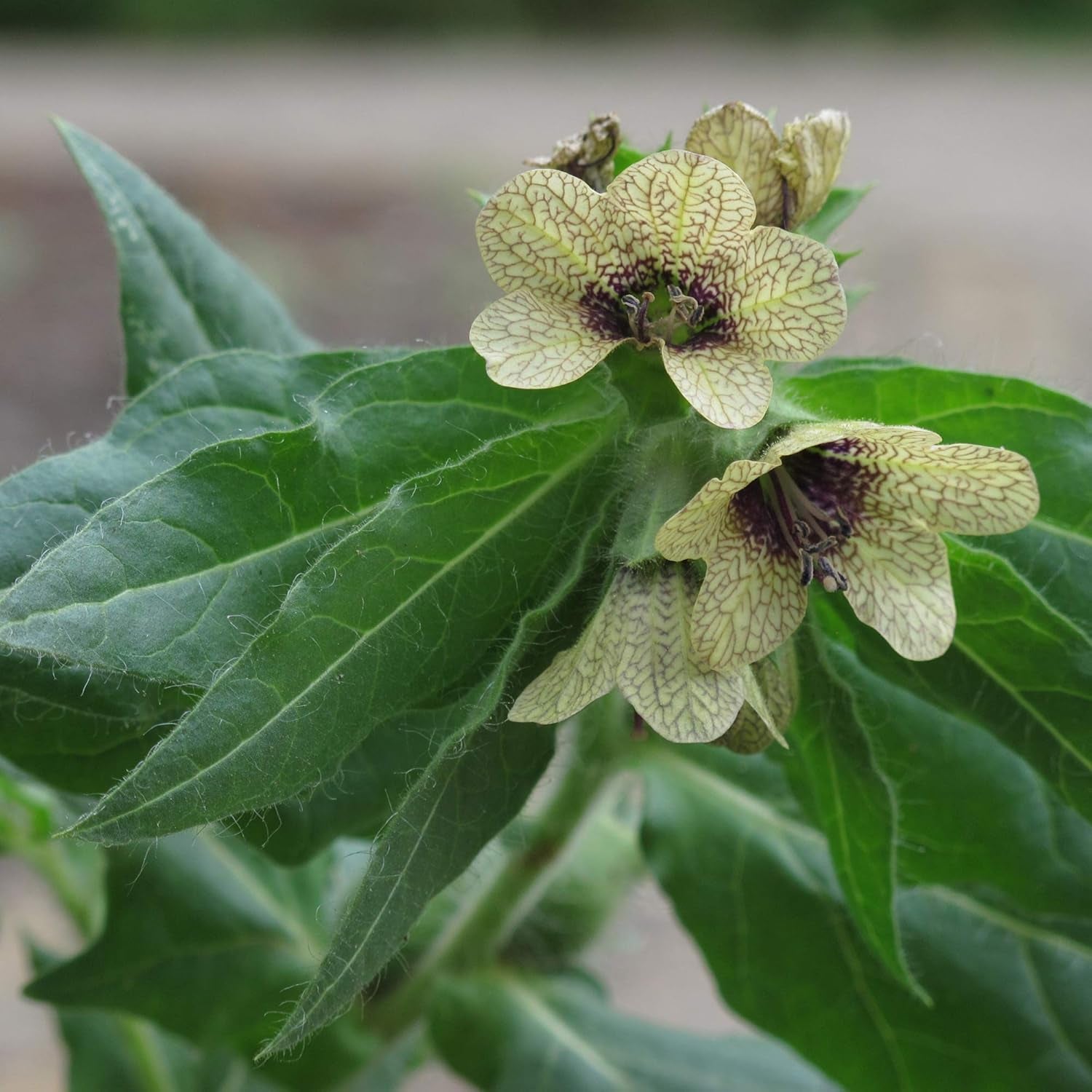 Legendäre Schachtelhalmpflanzen – Samenset mit 5 magischen Pflanzen