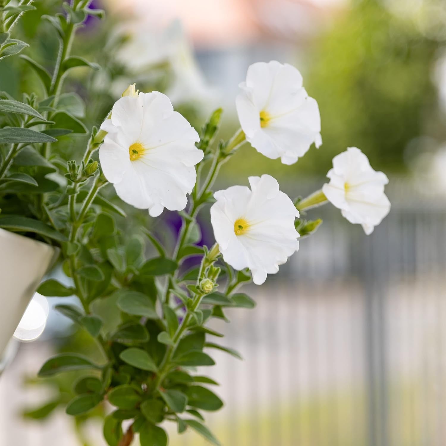 Petuniensamen: Premium-Petuniensamen für rund 400 Petunienpflanzen – Wunderschöne Petuniensamen für Balkon- und Gartenpflanzen – Blumensamen – Kriechpetuniensamen – Balkonblumen von OwnGrown