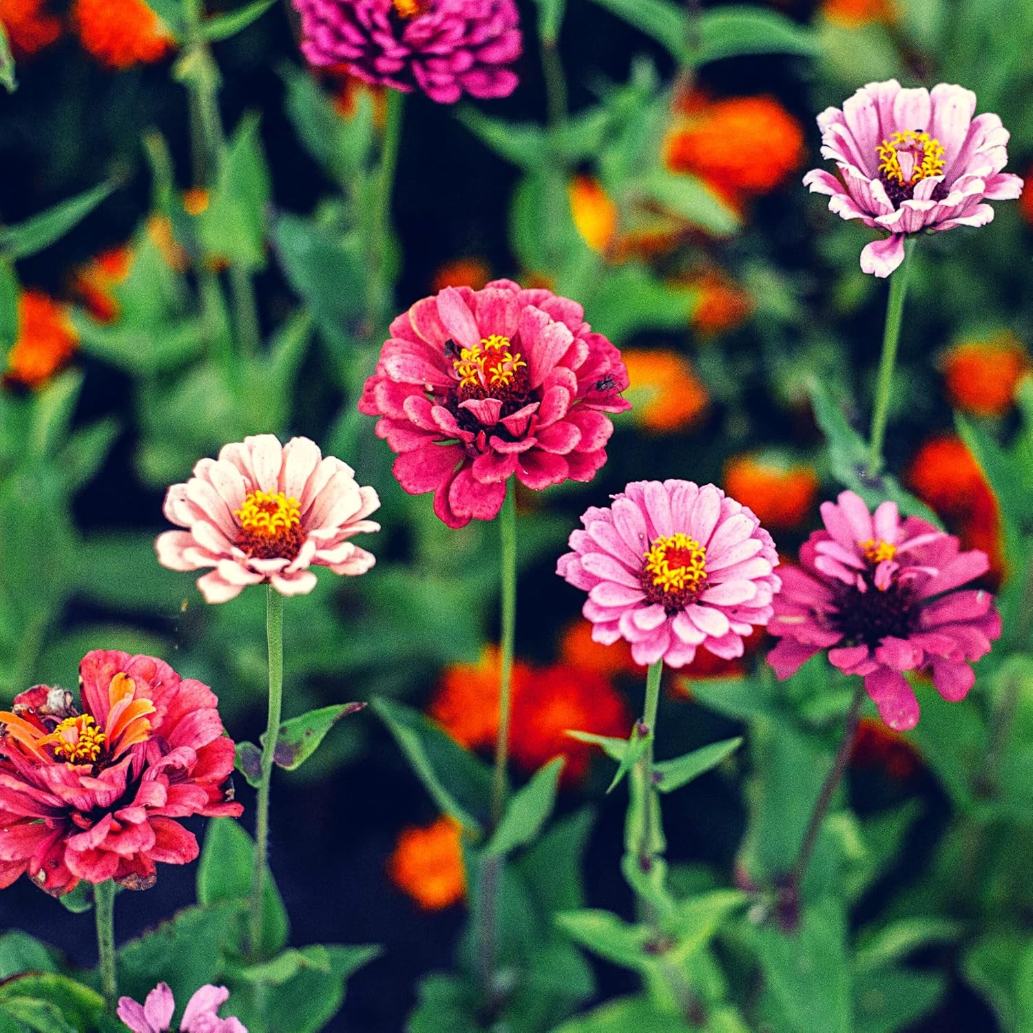 Zinnien-Samenmischung (Zinnia) – Bunte Sommerblumen für Gartenbeet, Balkon, Terrasse und als Schnittblumen in Vasen