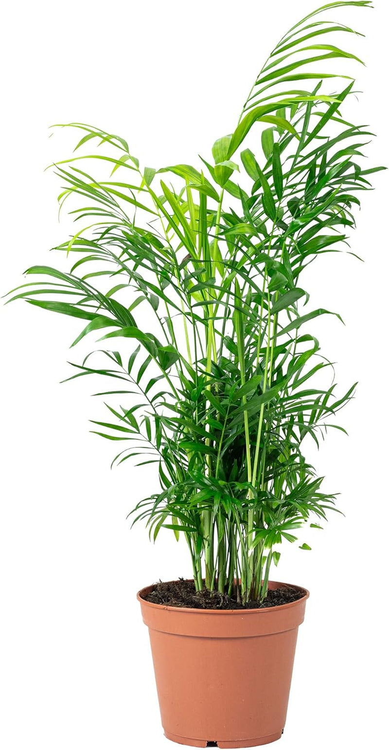 Bergpalme - Pflegeleichte Zimmerpflanze, Chamaedorea Elegans - Höhe Ca. 55 Cm, Topf-Ø 17 Cm