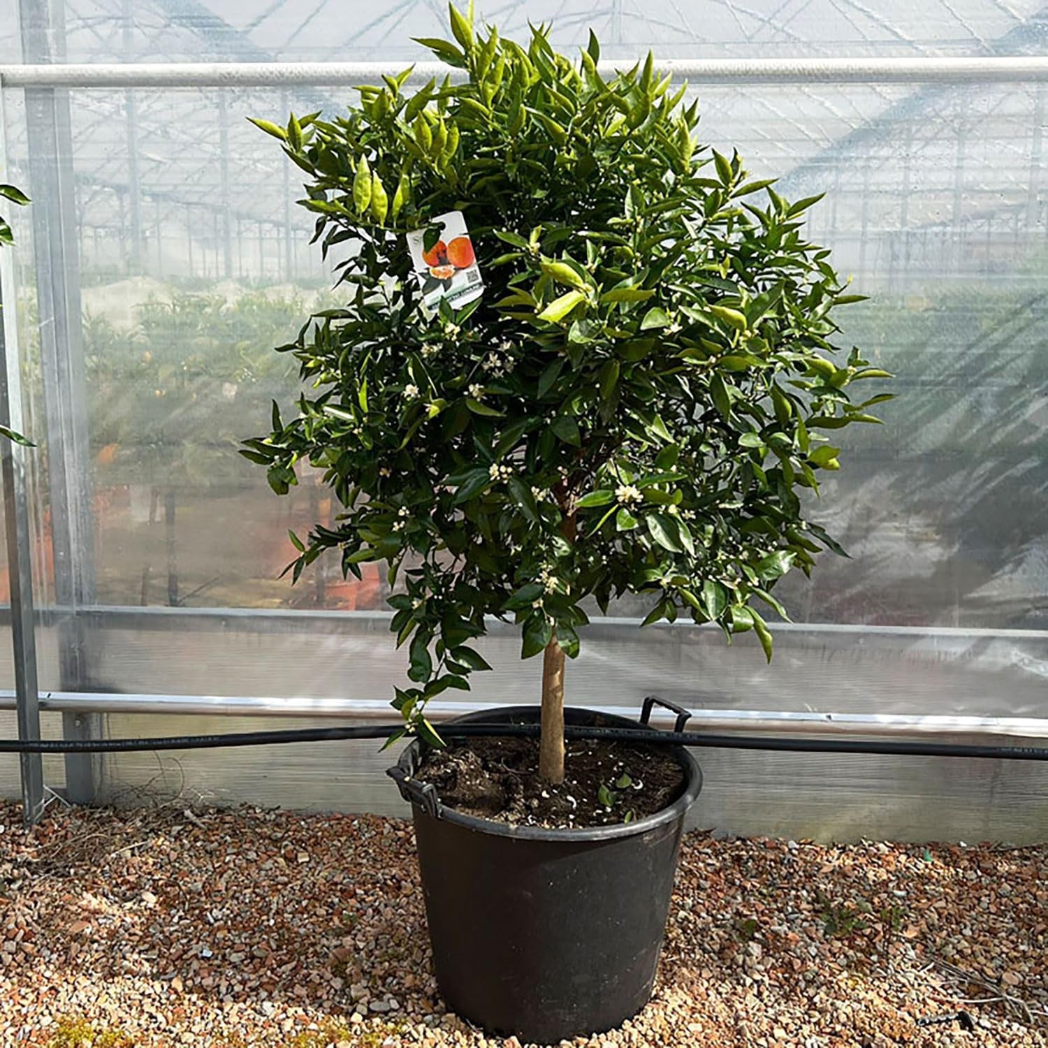 SAVINI VIVAI Clementinenpflanze, Gewöhnlicher Clementinen-Zitrusbaum Im 20 Cm Topf, Höhe 70 Cm, 2-3 Jahre Veredelung, Hergestellt in Italien