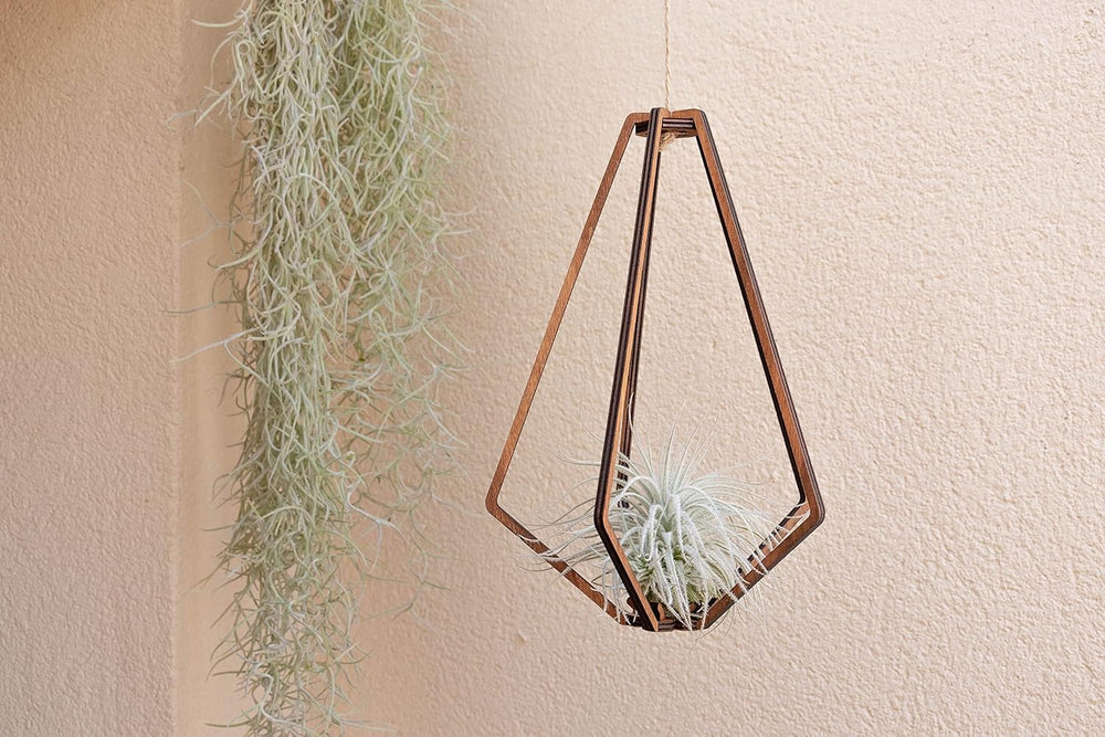 Air Plant Tillandsien Usneoides - Feenhaar Weiß - Tillandsien Hängend – Hängepflanze – Hängedeko - Luftpflanzen Hängend - Feenhaar Weiß - Pflanze Ohne Erde (1, 20-30 Cm)