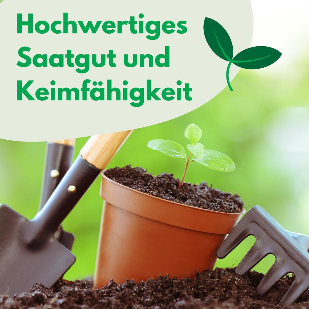 Cosmos Sensation Mix 1g Samen, Cosmos Mix Sommerblumen, Gartenpflanzen Balkonpflanzen, Blumensamen