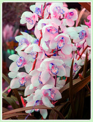 Blumenzwiebelmischung, Mystery Magic-Zwiebel, winterharte Pflanzung, winterharte mehrjährige Blumenzwiebel, winterharte Blumenzwiebeln – 3 Orchideenzwiebeln