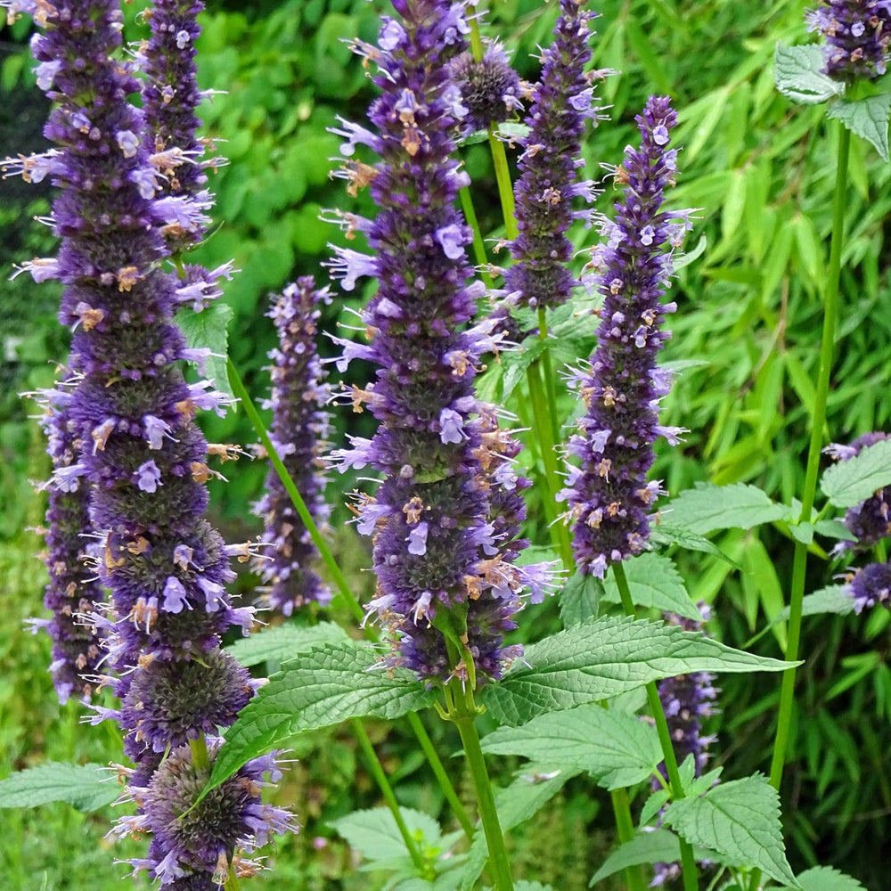 Duftende Pflanzen - Samenset mit 6 prachtvoll duftenden Blühpflanzen