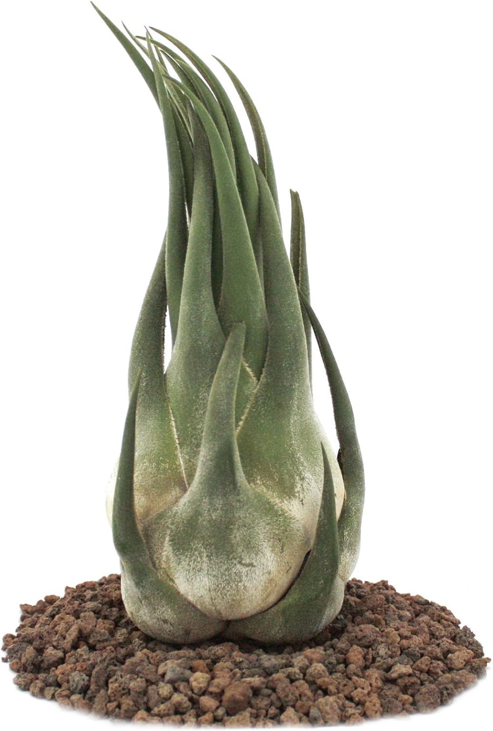 Exotenherz - Tillandsia Seleriana - Lose Pflanze - Extra-Groß