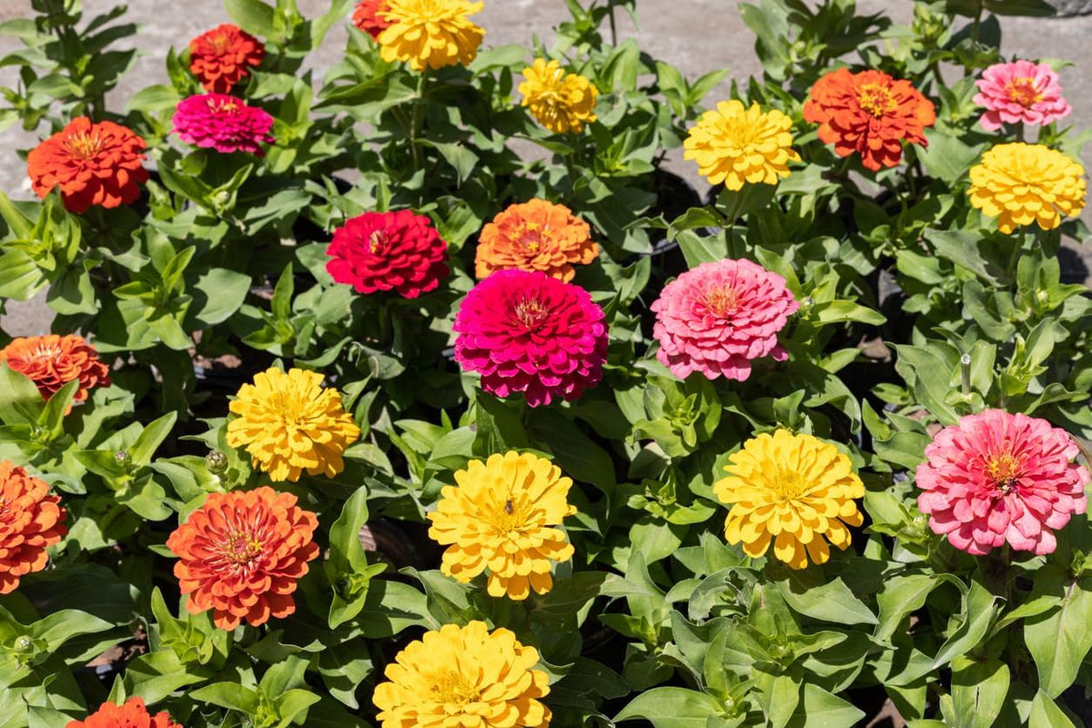 500 Zinnien- und Dahliensamen, bunte Mischung, Gartenblumen, Blumenschichten, Balkontöpfe