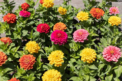 500 Zinnien- und Dahliensamen, bunte Mischung, Gartenblumen, Blumenschichten, Balkontöpfe