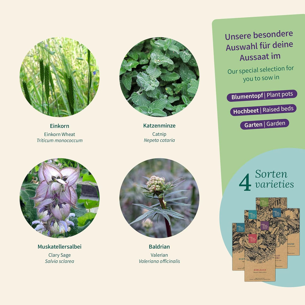 Magic Garden Seeds – Kräuter für Katzen: Katzenminze, Baldrian, Salbei und Katzenminze – Samenbox mit 4 Pflanzen zum Spielen, Knabbern und Entspannen
