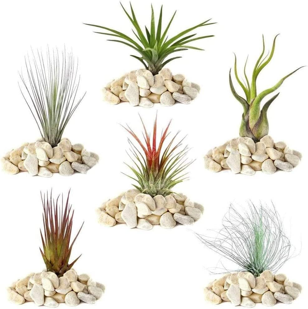 Gärtnertraum: 4 echte Tillandsia-Pflanzen – 4 echte Tillandsia-Luftpflanzen – Terrarienpflanzen – dekorative Terrarienpflanzen – luftreinigende Zimmerpflanzen – dekorative Pflanzen – echte Pflanzen