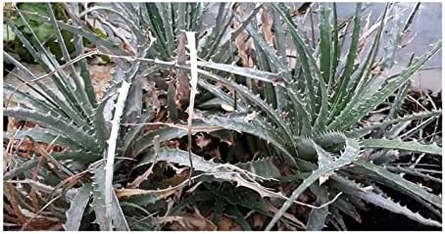 Stk - 10X Hechtia Montana Bromelie Garten Pflanzen - Samen ID577 -