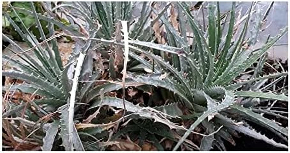 Stk - 10X Hechtia Montana Bromelie Garten Pflanzen - Samen ID577 -