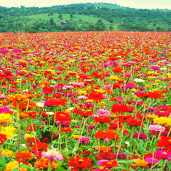 Zinnien-Samenmischung (Zinnia) – Bunte Sommerblumen für Gartenbeet, Balkon, Terrasse und als Schnittblumen in Vasen