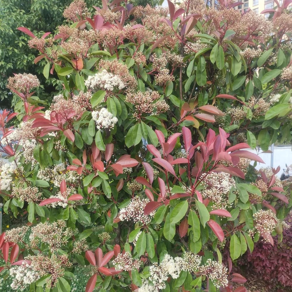Glanzmispel Red Robin - Exotische Gartendeko Für Draußen Hecken Blühende Sträucher Winterhart Bio Steingartenpflanzen Winterhart Sträucher Garten Bodendecker Outdoor Stauden 800Samen