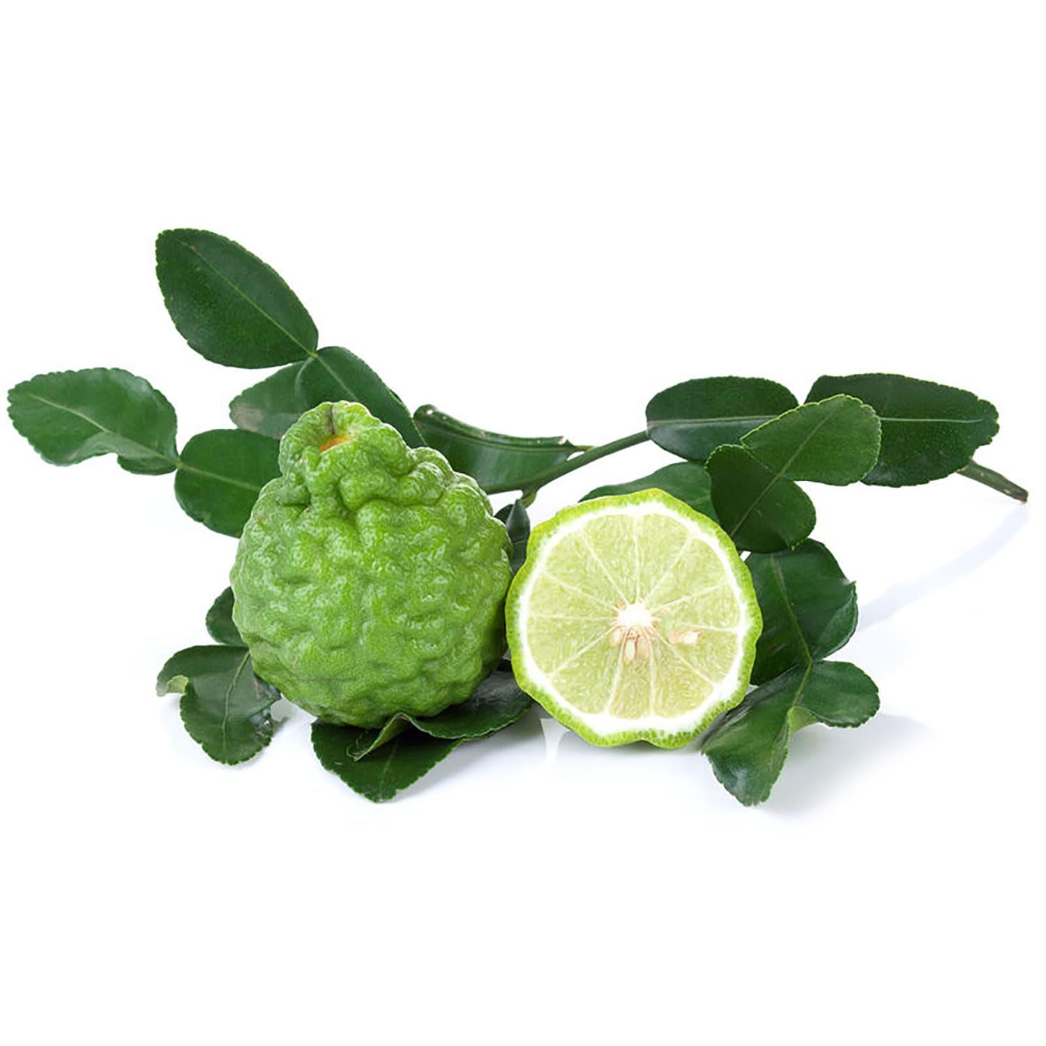 SAVINI VIVAI Zitruspflanze Combawa Im 20 Cm Topf, Höhe 70 Cm, 2-3 Jahre Veredelung, Hergestellt in Italien