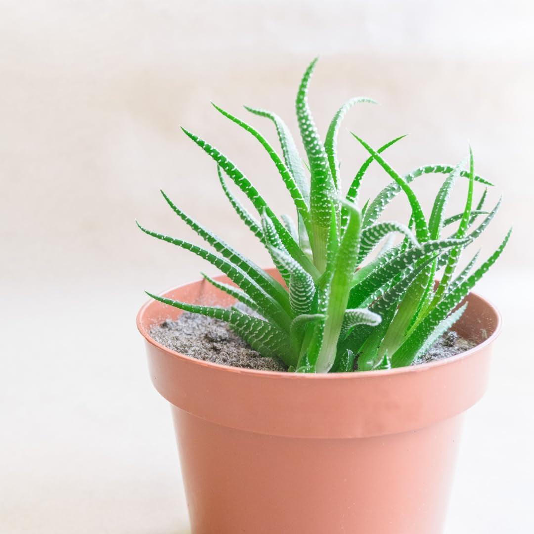 Ghiveci mic din plastic - diametru 12 cm, ușor și durabil, ideal pentru răsaduri, butași și plante de apartament - culoare aleatorie, Aléatoire