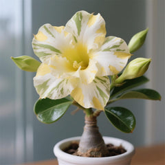 Winterhart pflanzen, Lebende Pflanzen,Mehrjährige Blumenzwiebel ist winterhart, Mysteriöse magische Glühbirne, Blumenzwiebel Mix，3 Jahre-1 Wüstenrose knollen -G