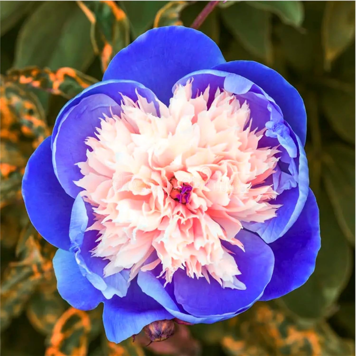 Blumenzwiebelmischung, Mystery Magic-Zwiebel, winterharte Pflanzung, winterharte mehrjährige Blumenzwiebel, winterharte Blumenzwiebeln – 3 Orchideenzwiebeln